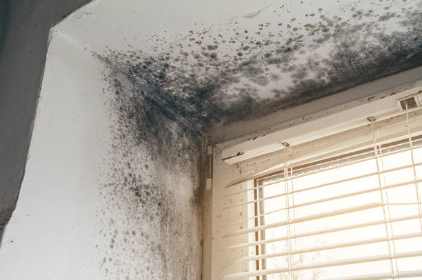 Affordable Mold Cleanup solutions in Dublin, GA