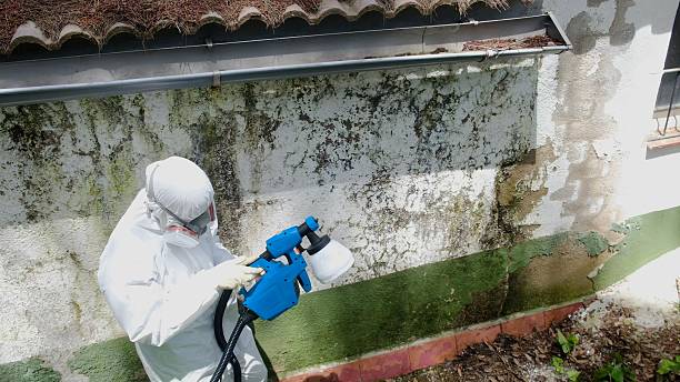 Top rated local Mold Cleanup specialists in Dublin, GA
